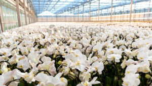 Como controlar a umidade em uma estufa para orquídeas?